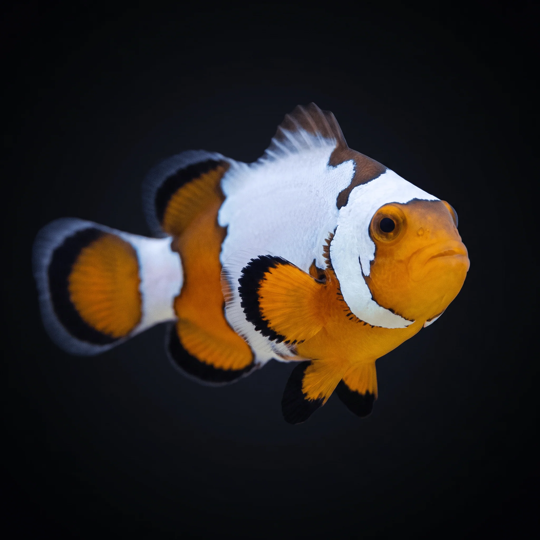 Premium Snowflake Clownfish