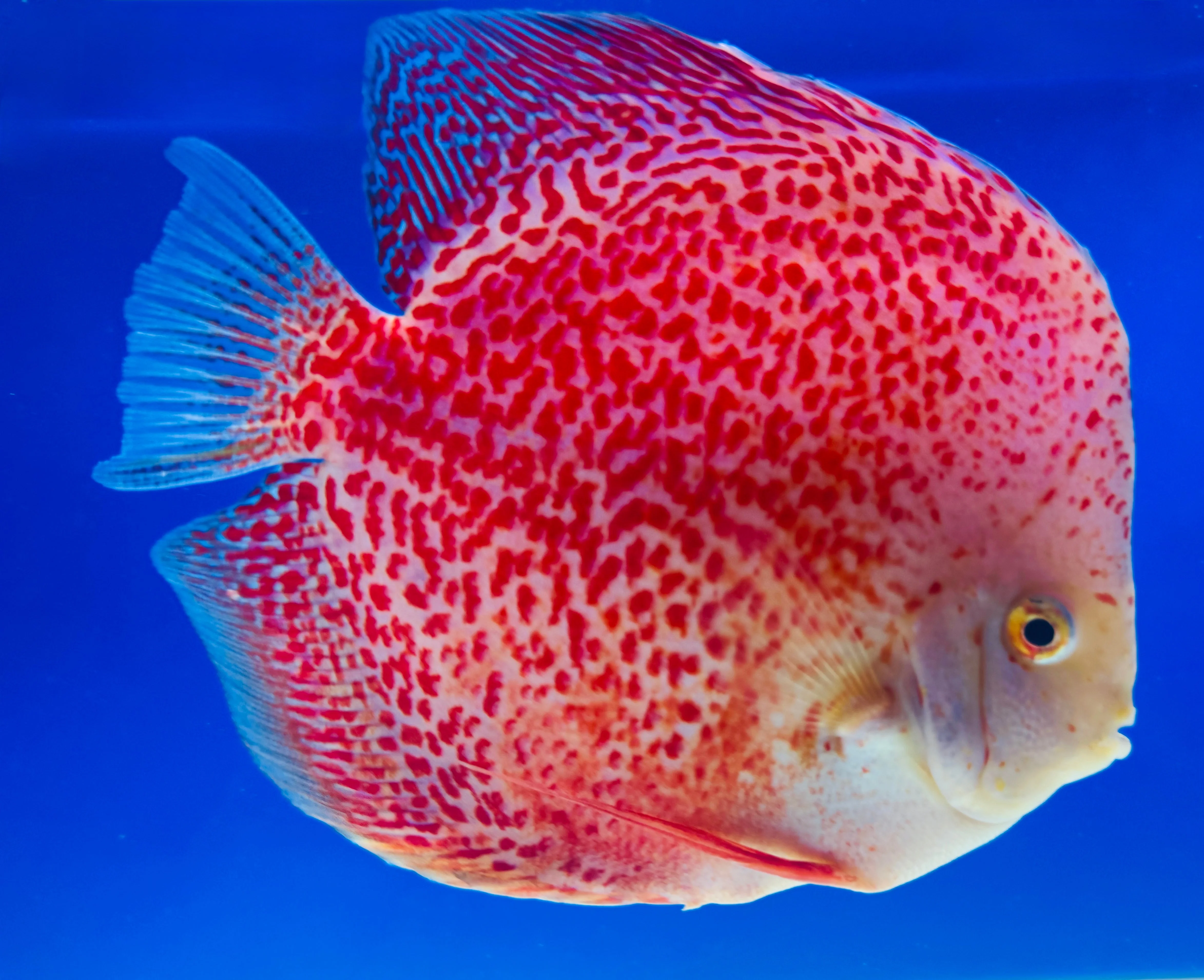 Snow Leopard Jumbo Premium Discus 6.5-7"