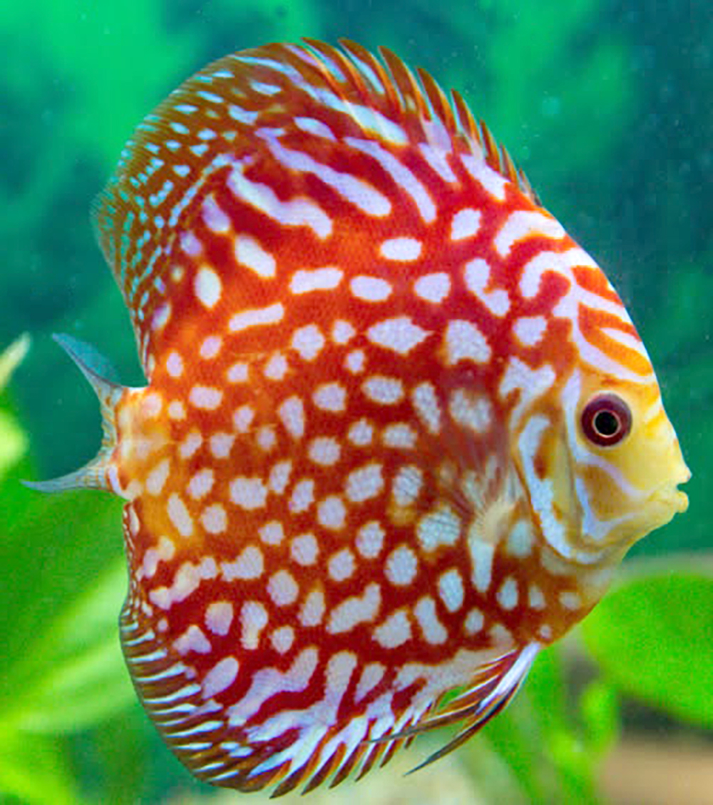 Discus – Pigeon Blood Polkadot Discus Fish