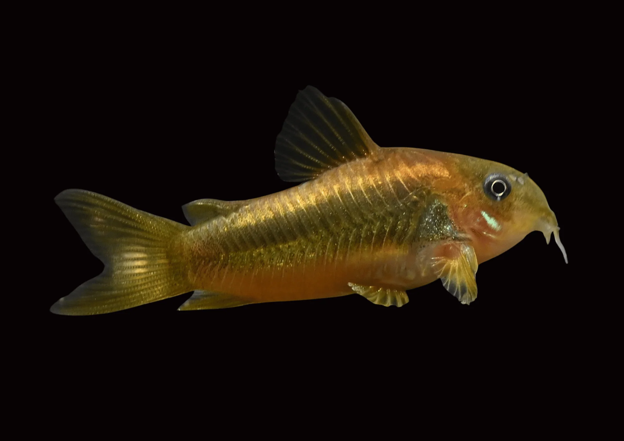 Gold Laser Cory | Corydoras sp. CW010