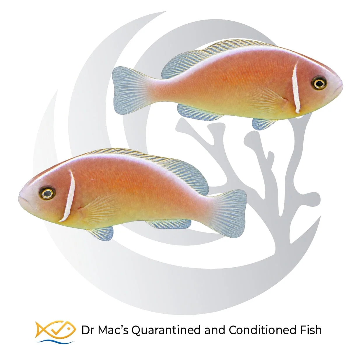 Pink Skunk Clownfish Pair – Amphiprion perideraion