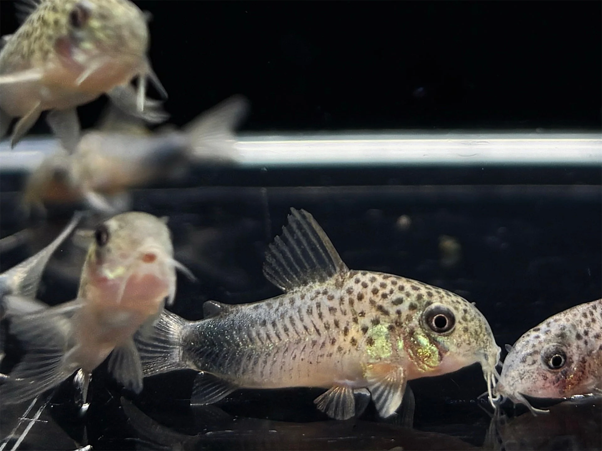 Corydoras Similis