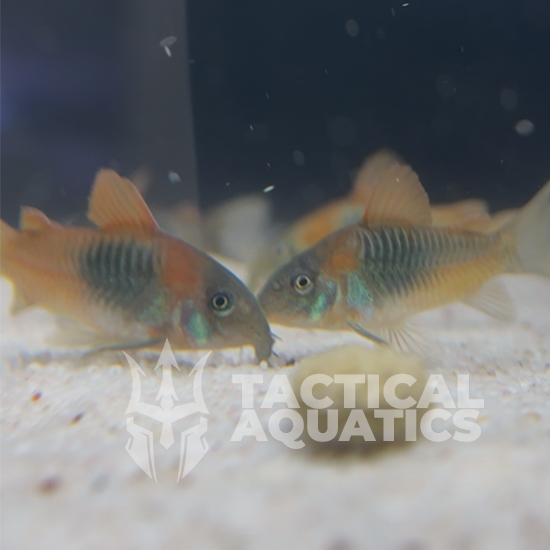 Orange Venezuelan Corydoras - Homebred Juveniles - Minimum 6