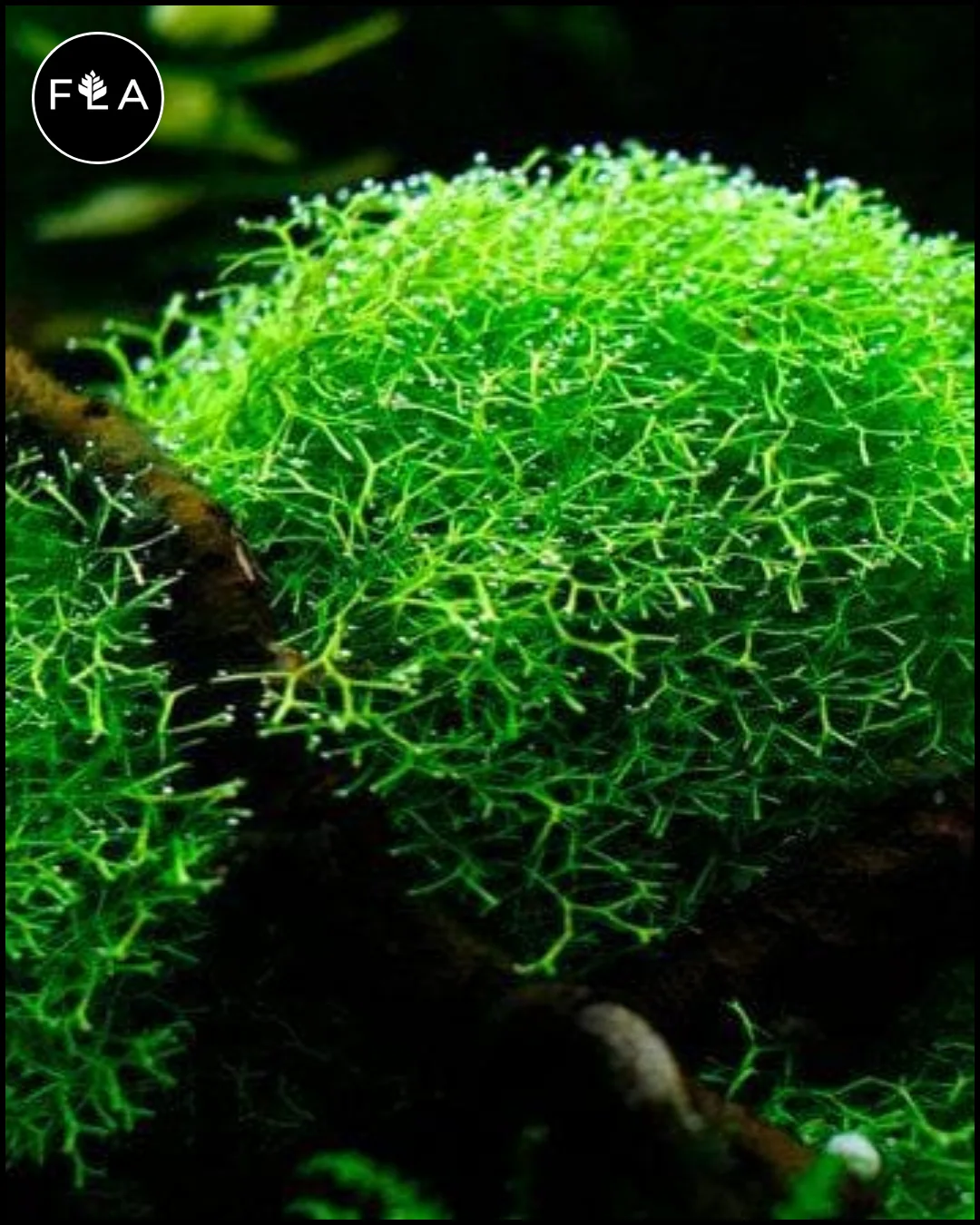 BUY 2 GET 1 FREE Riccia fluitans (Crystalwort)
