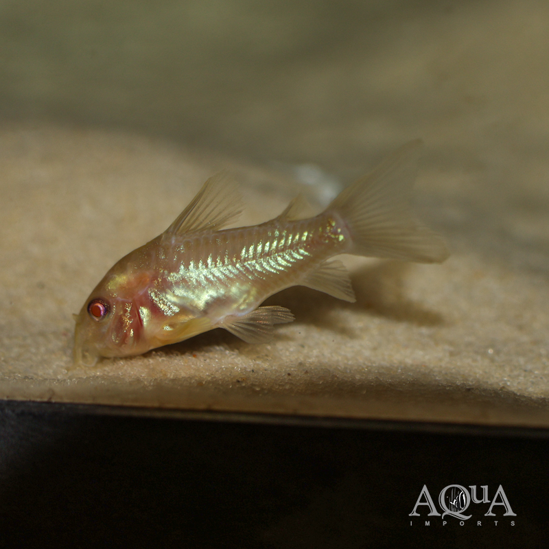 Albino Peppered Cory (Hoplisoma paleatus)