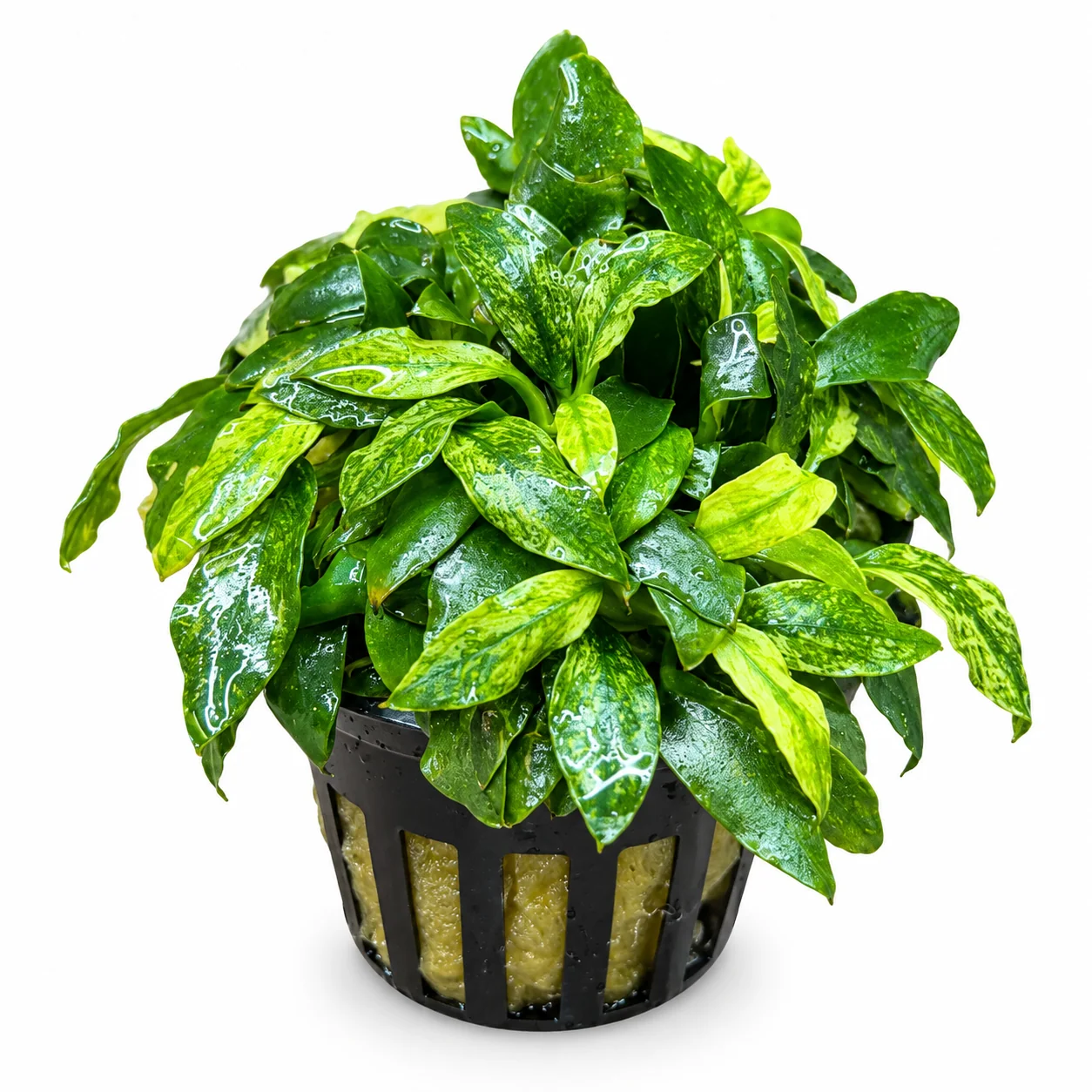 Anubias var Nana Pangolino Varigated - Rare
