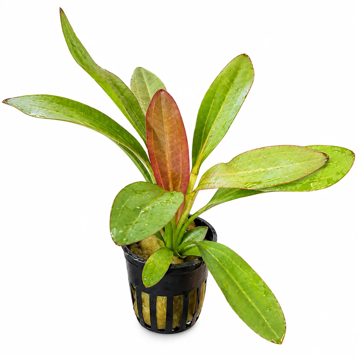 Echinodorus Red Rubin