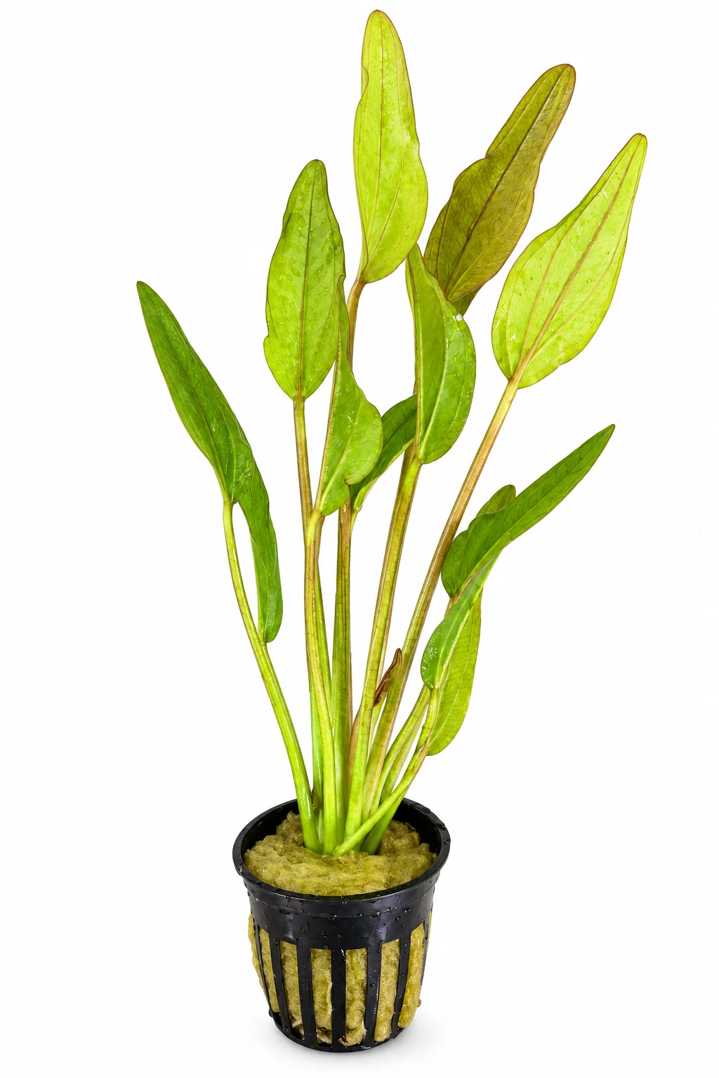 Echinodorus ‘Fantastic Color’
