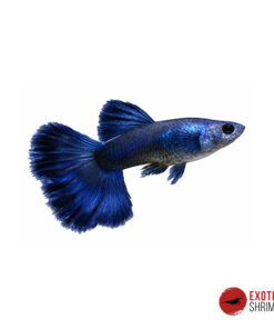 GUPPY BLUE MOSCOW – PAREJA