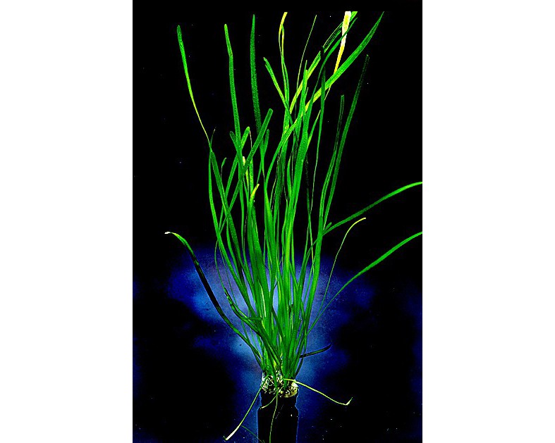 Glattblättrige Sumpfschraube , Vallisneria spiralis