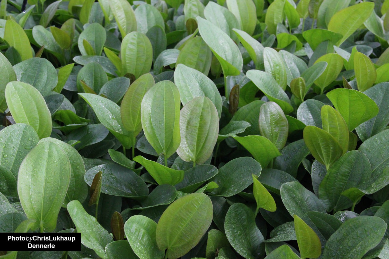 Herzblättrige Schwertpflanze Rötlich - Echinodorus cordifolius - Dennerle Topf