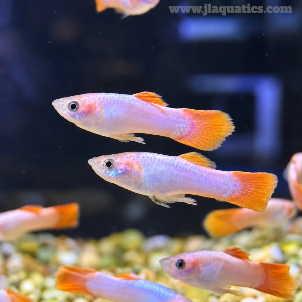 Pink Guppy - Male