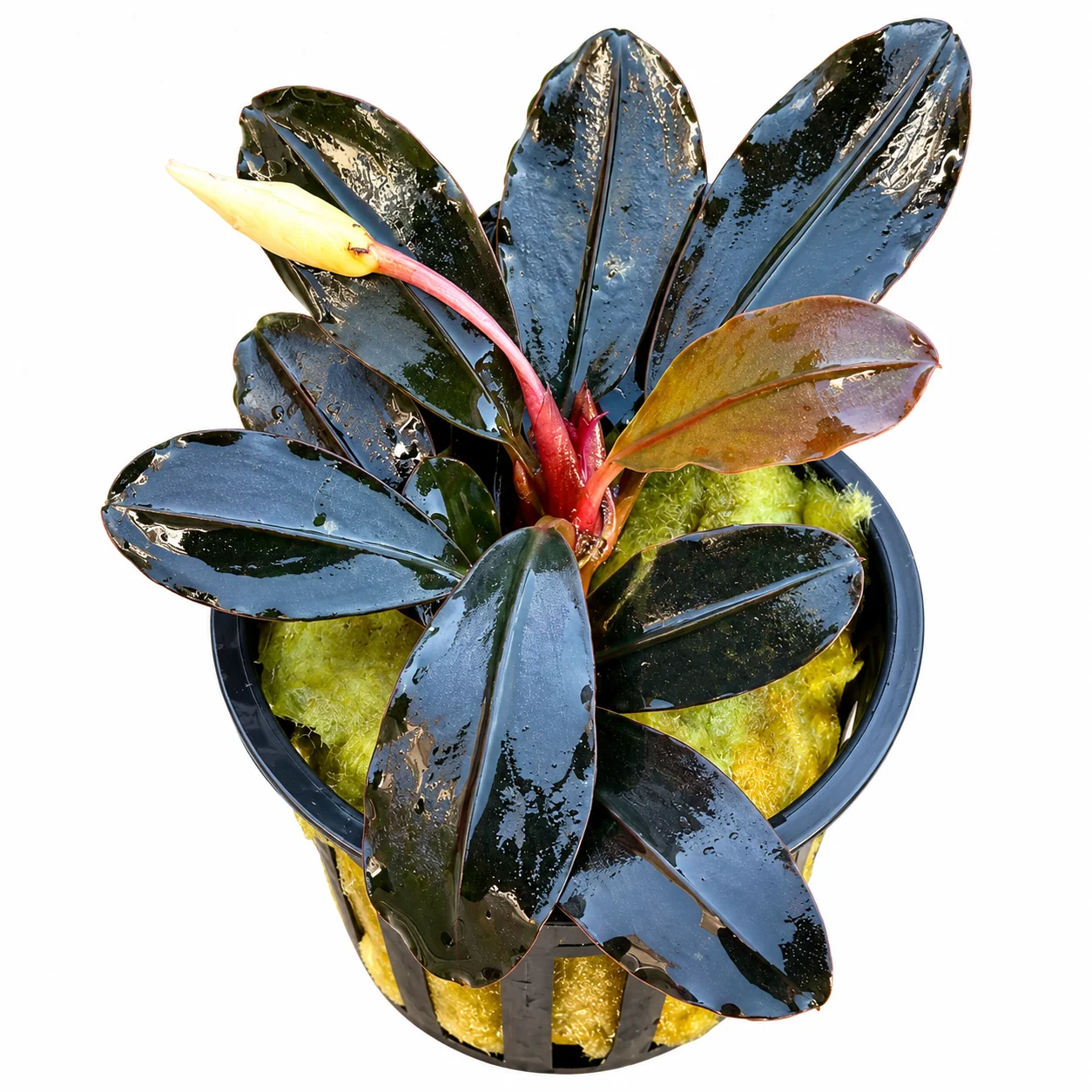 Bucephalandra - Black Angel