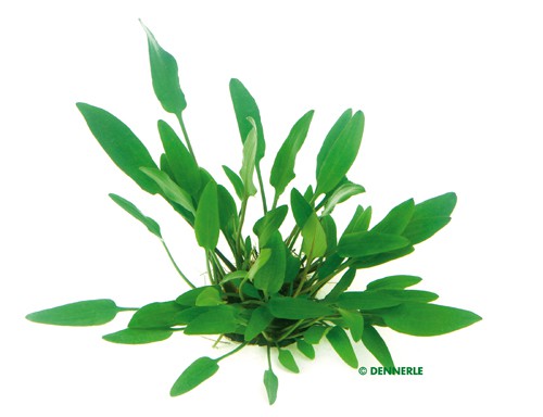 Nevillii - Wasserkelch - Cryptocoryne x wilisii - Topf