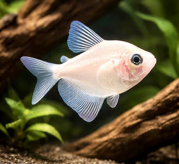 WHITE WIDOW TETRA 3CM