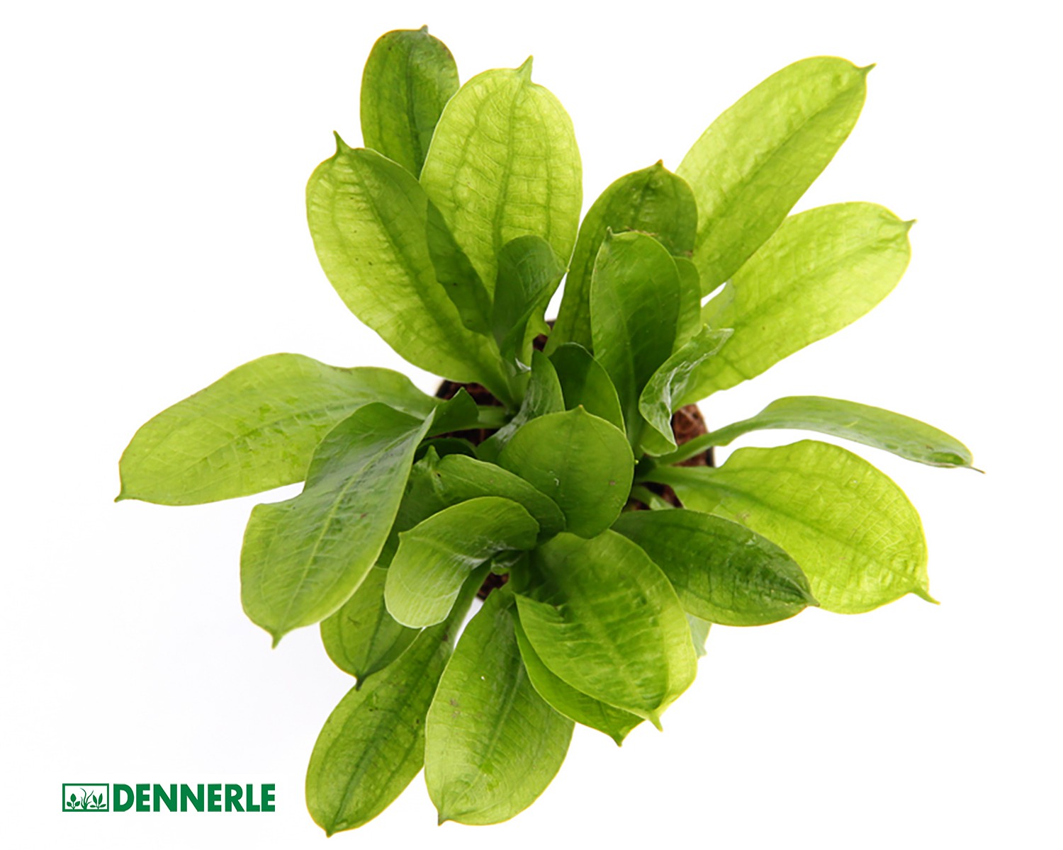Samolus Schwertpflanze - Echinodorus grisebachii Tropica - Dennerle Topf