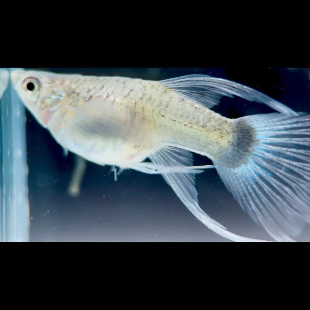 Guppy Fish HB Blue Short