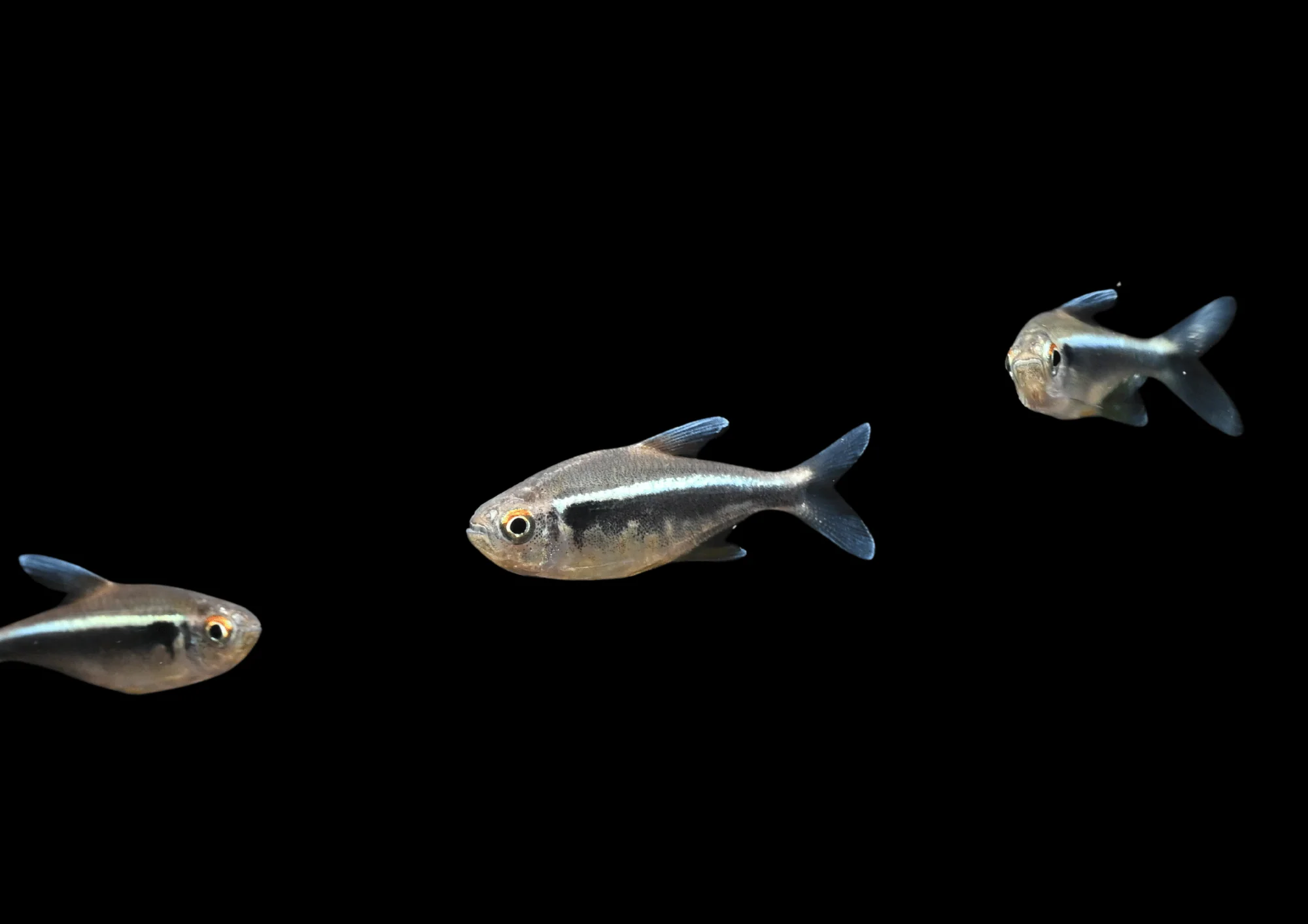 Black Neon Tetra | Hyphessobrycon herbertaxelrodi