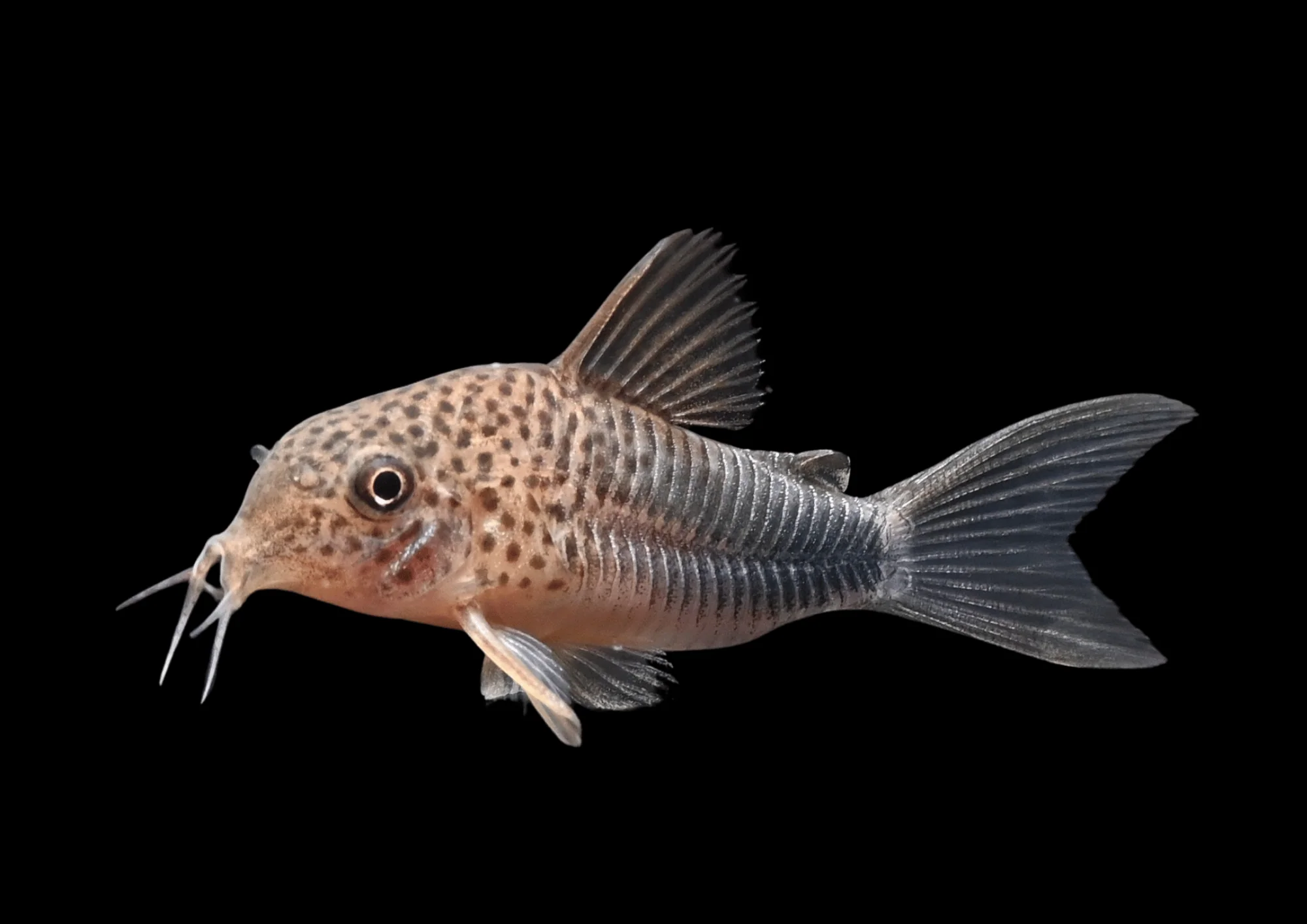 Violet Cory | Corydoras similis