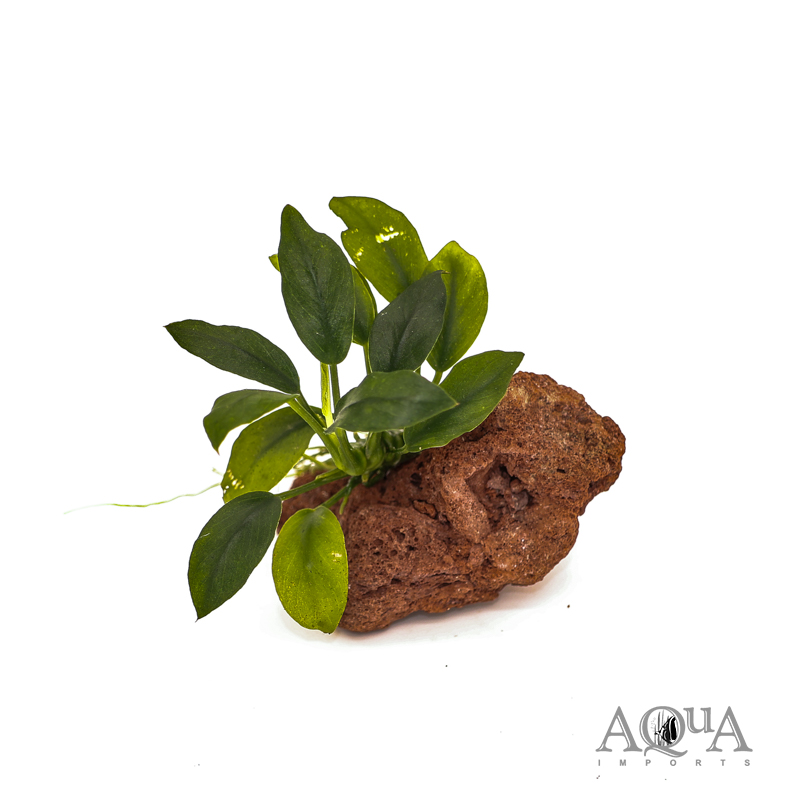 Anubias nana ‘Pangolino’