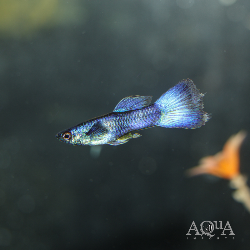 Blue Moscow Guppy (Poecilia reticulata)