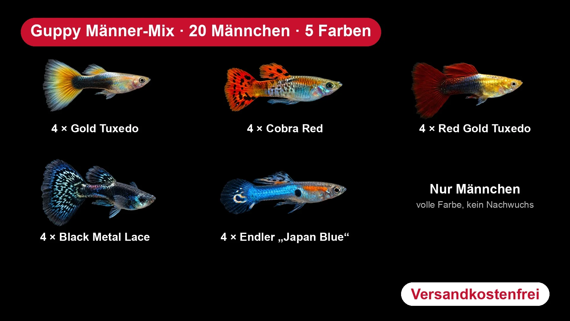 Guppy Männer-Mix - 20 Guppy-Männchen in 5 Farben für Aquarien ab 80 cm