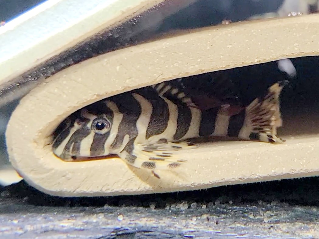 Leopard Frog Pleco (L134) (unsexed)