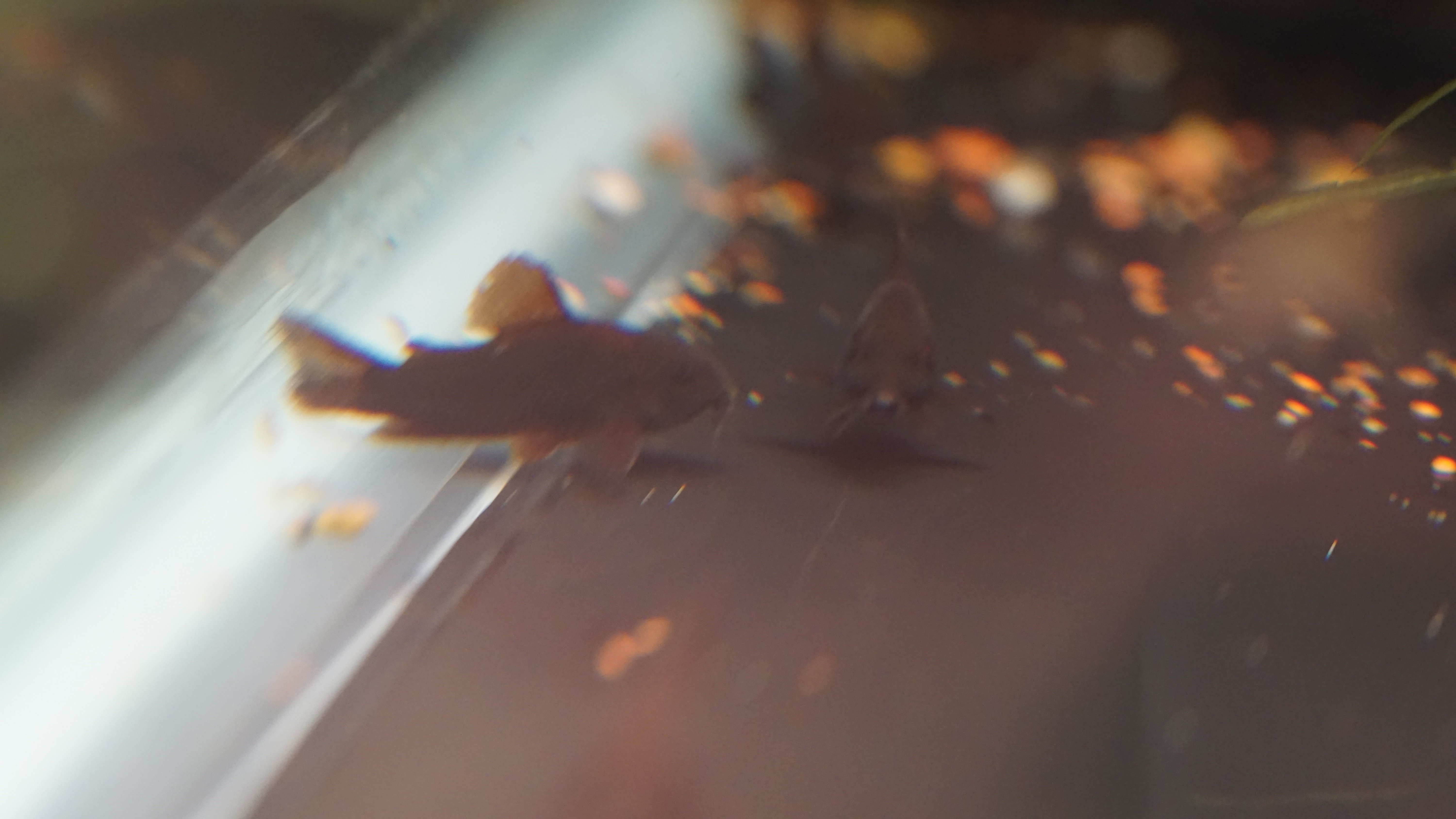 Black Venezuelan Cory