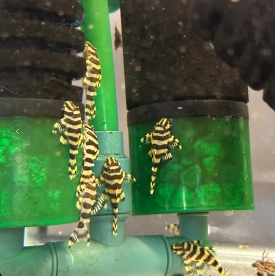 L134 Leopard Frog Pleco