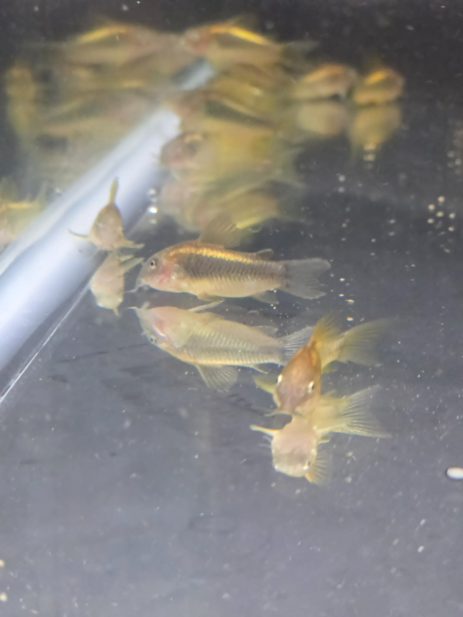 Gold Laser Corydoras