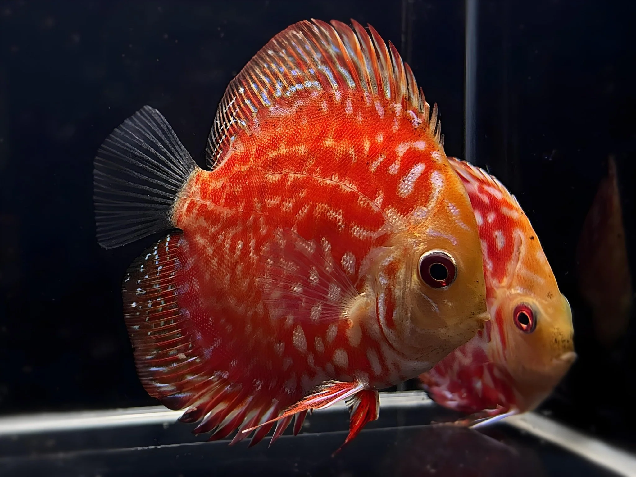Red Checkerboard Discus 2-2.5"