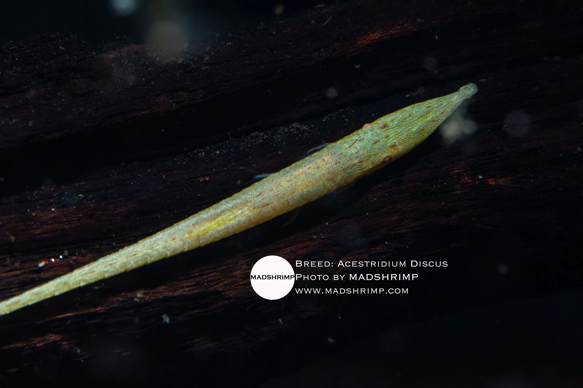 Acestridium Discus
