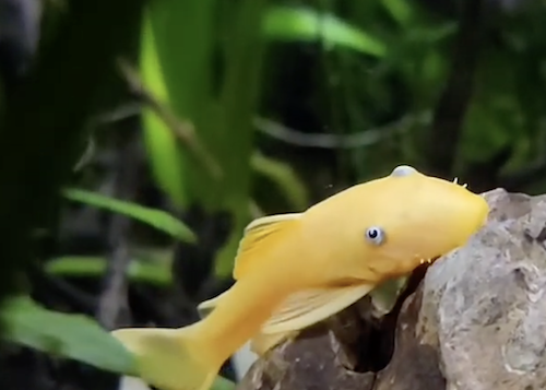 ***Blue eye bushy nose pleco