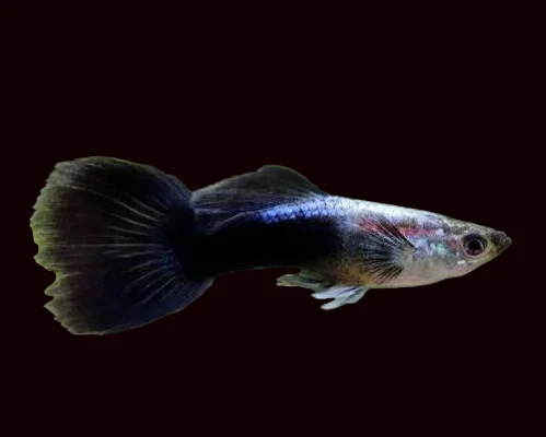 Black Panda Guppy