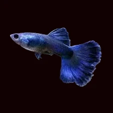 Blue Moscow Guppy