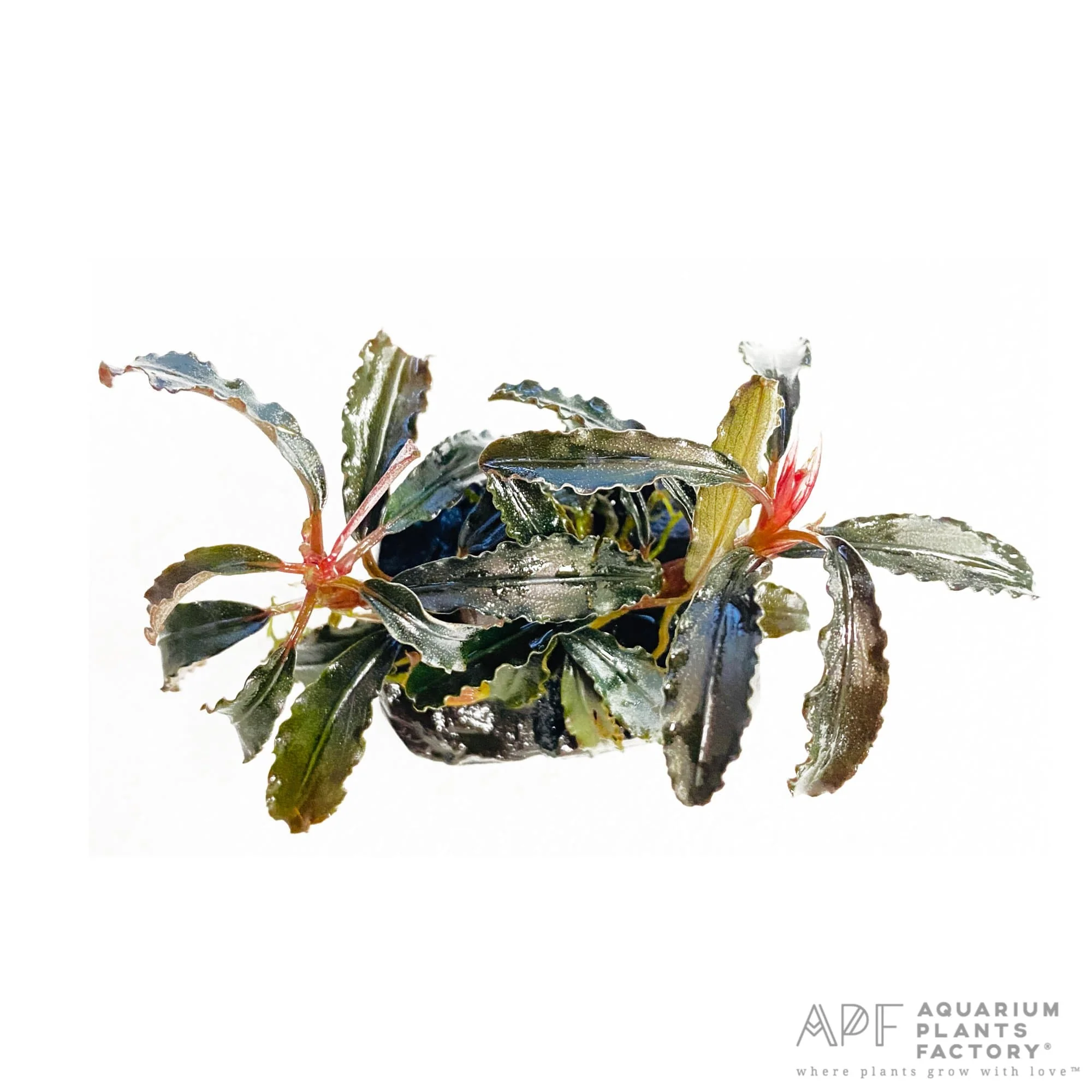 Bucephalandra Kedagang Red on Driftwood