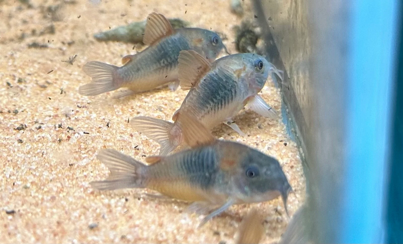 Orange Venezulan Cory (1.5”)