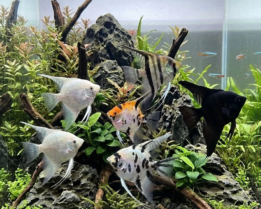 Assorted Angelfish