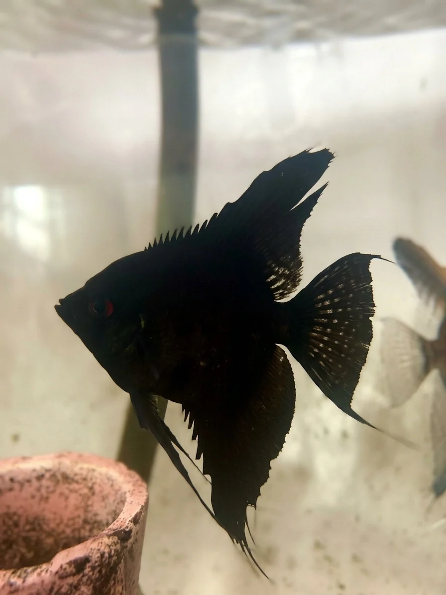 Black Angelfish