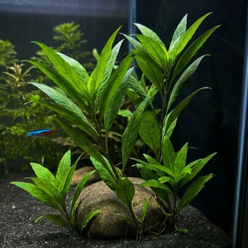 Hygro Blue (Hygrophila salcifolia)