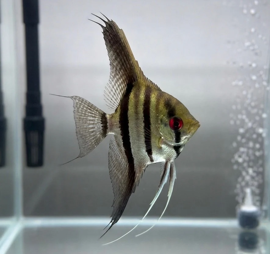 Silver Angelfish
