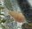Albino Corydoras Catfish