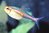 Glo-Lite Tetras