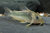 Green Corydoras Catfish