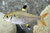 Pristella Tetra