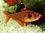 Red Serpae Tetra