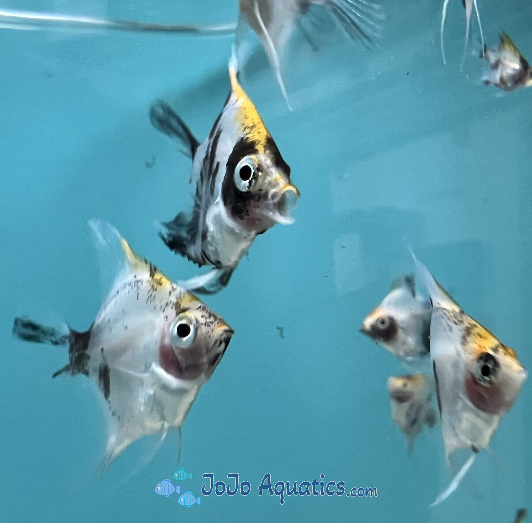 KOI Angelfish