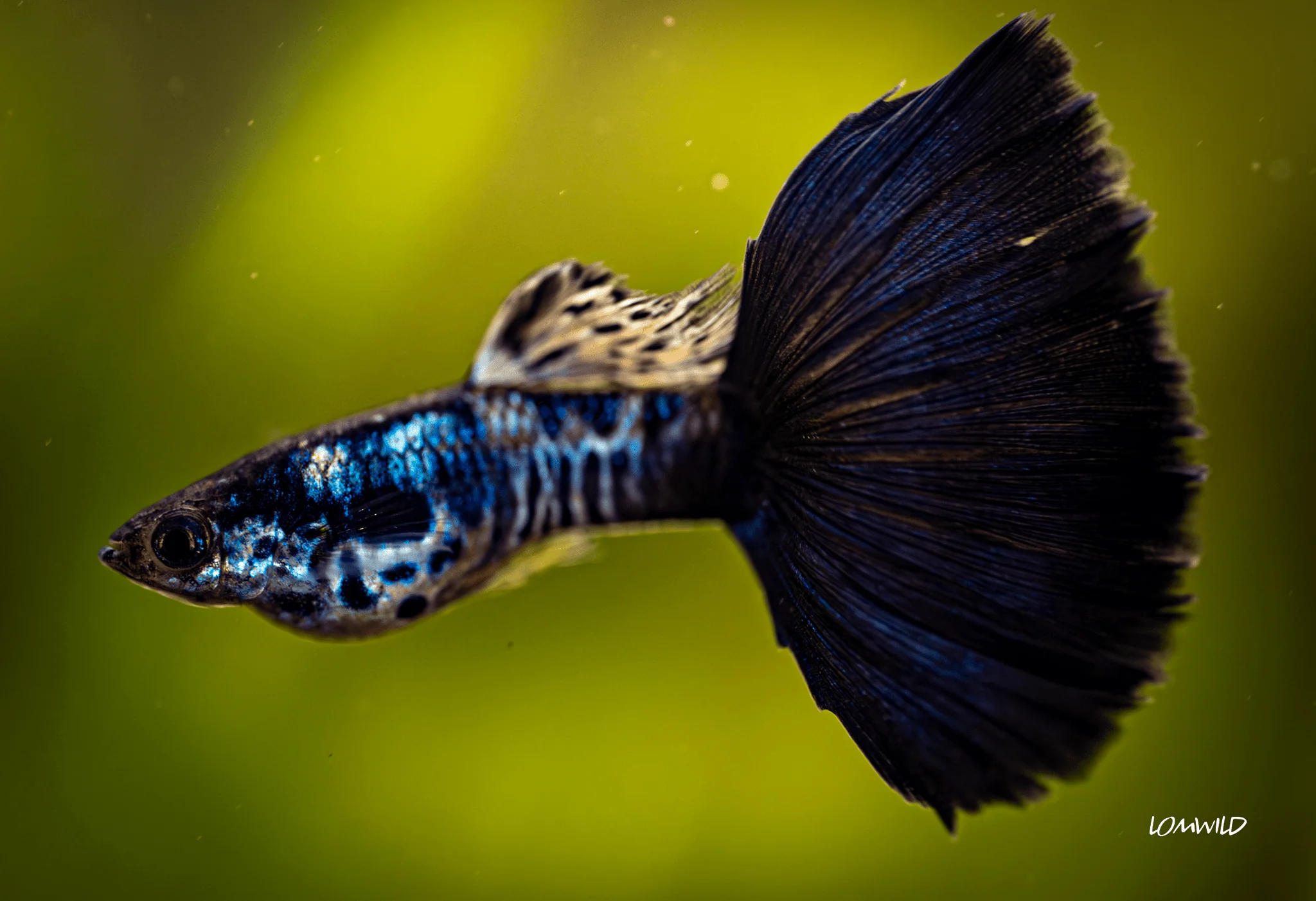 Galaxy Neon Blue Tail Fancy Guppy Male/Female Pair