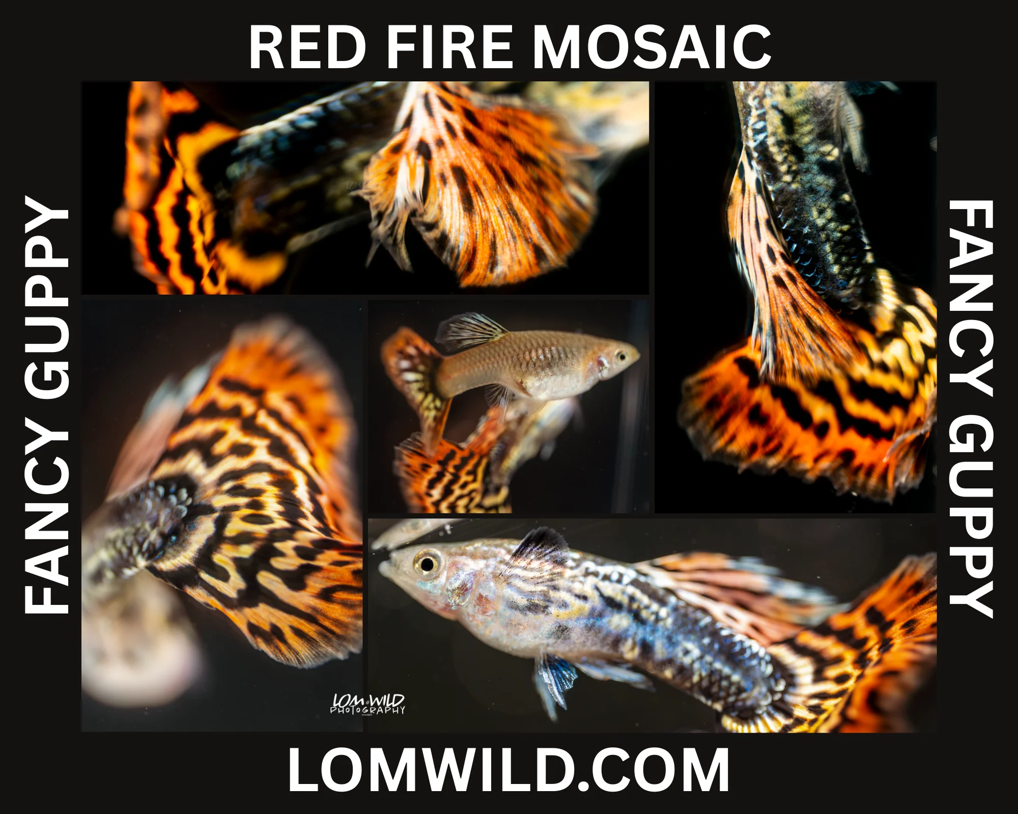 Red Fire Mosaic Fancy Guppy Male/Female Pair