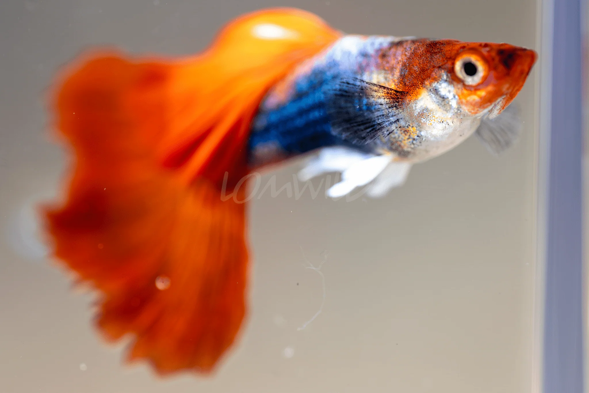 Tuxedo Koi Fancy Guppy Male Trio